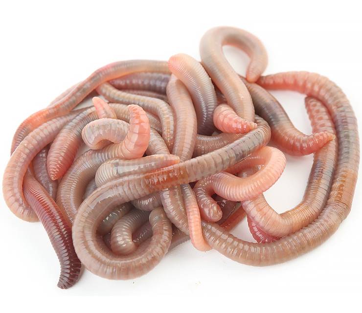 Червь дендробена №3 (банка)