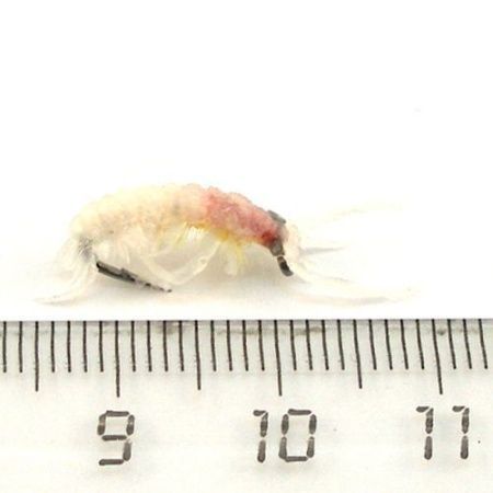 Макрогиктопус SC10, 12 в ассортименте