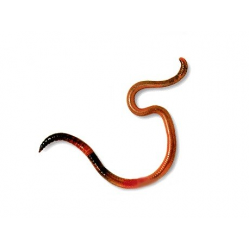 Червь (банка)